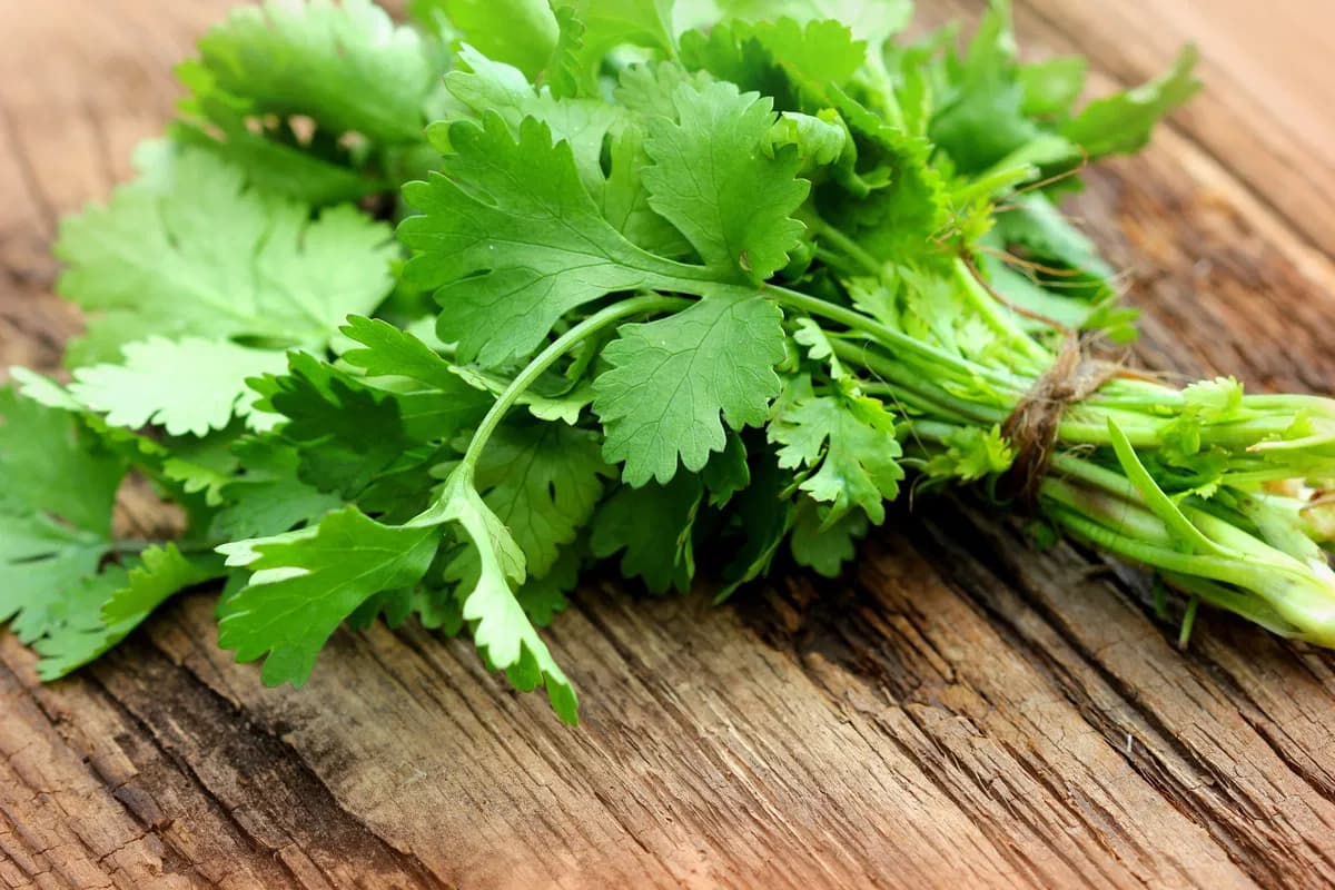 Fresh Coriander (Coentros)